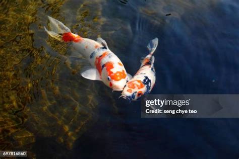 7,129 Koi Fish Stock Photos & High.